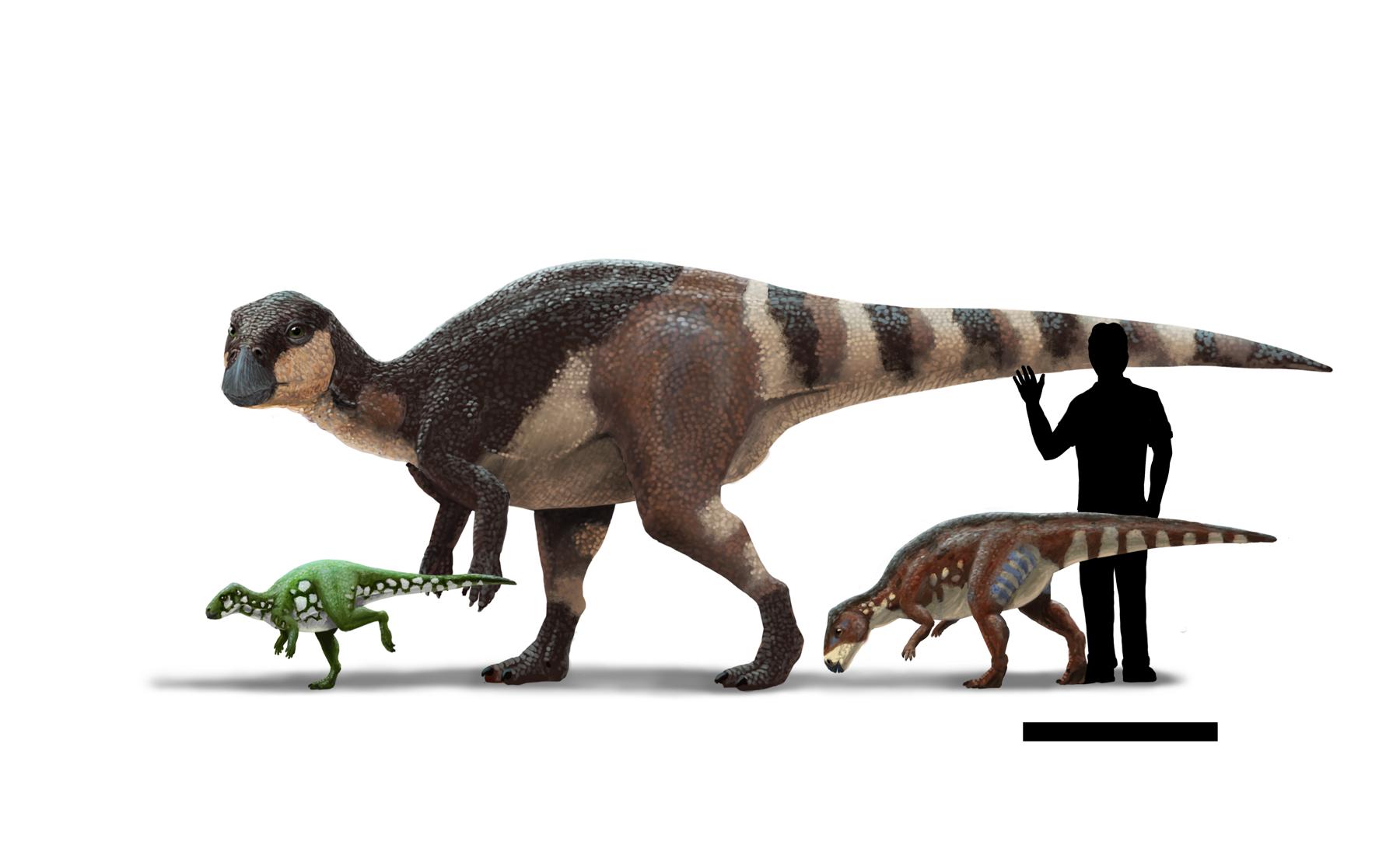 Size comparison of the rhabdodontids Mochlodon, Rhabdodon and Transylvanosaurus. Paleoart by Peter Nickolaus.