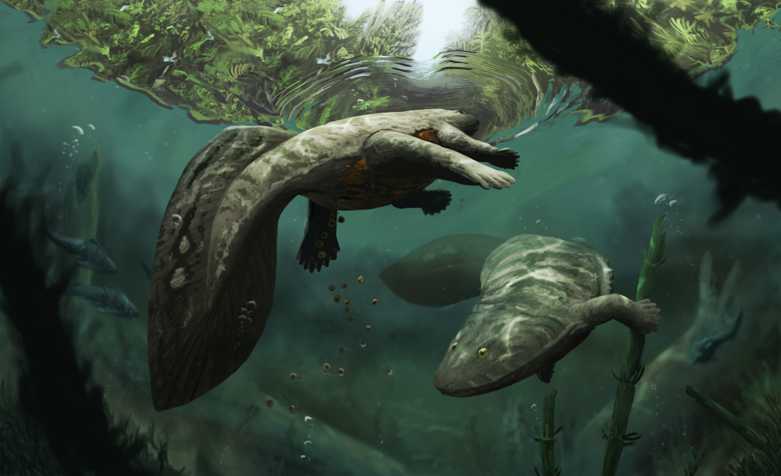 In a shallow river arm, a pair of Acanthostega release eggs into the murky water. Paleoart by Peter Nickolaus.