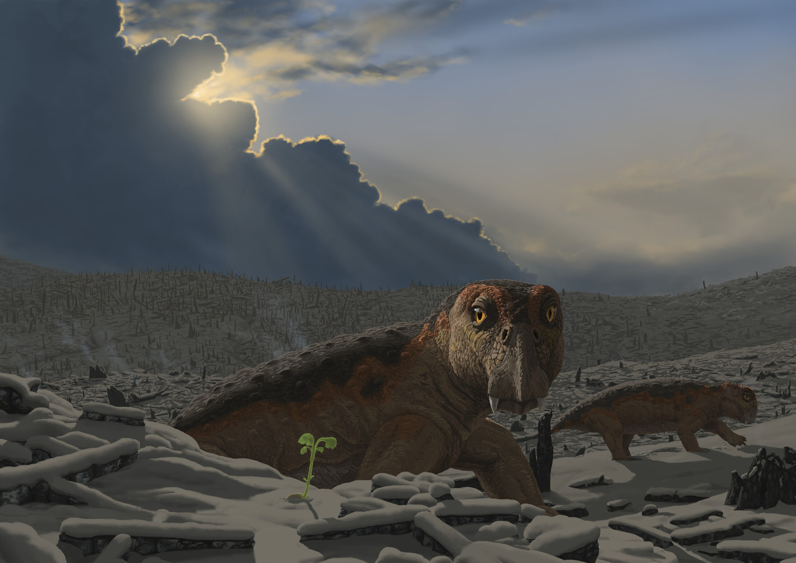 A Lystrosaurus wanders through the burnt landscape during the Permian mass extinction. Paleoart by Peter Nickolaus.