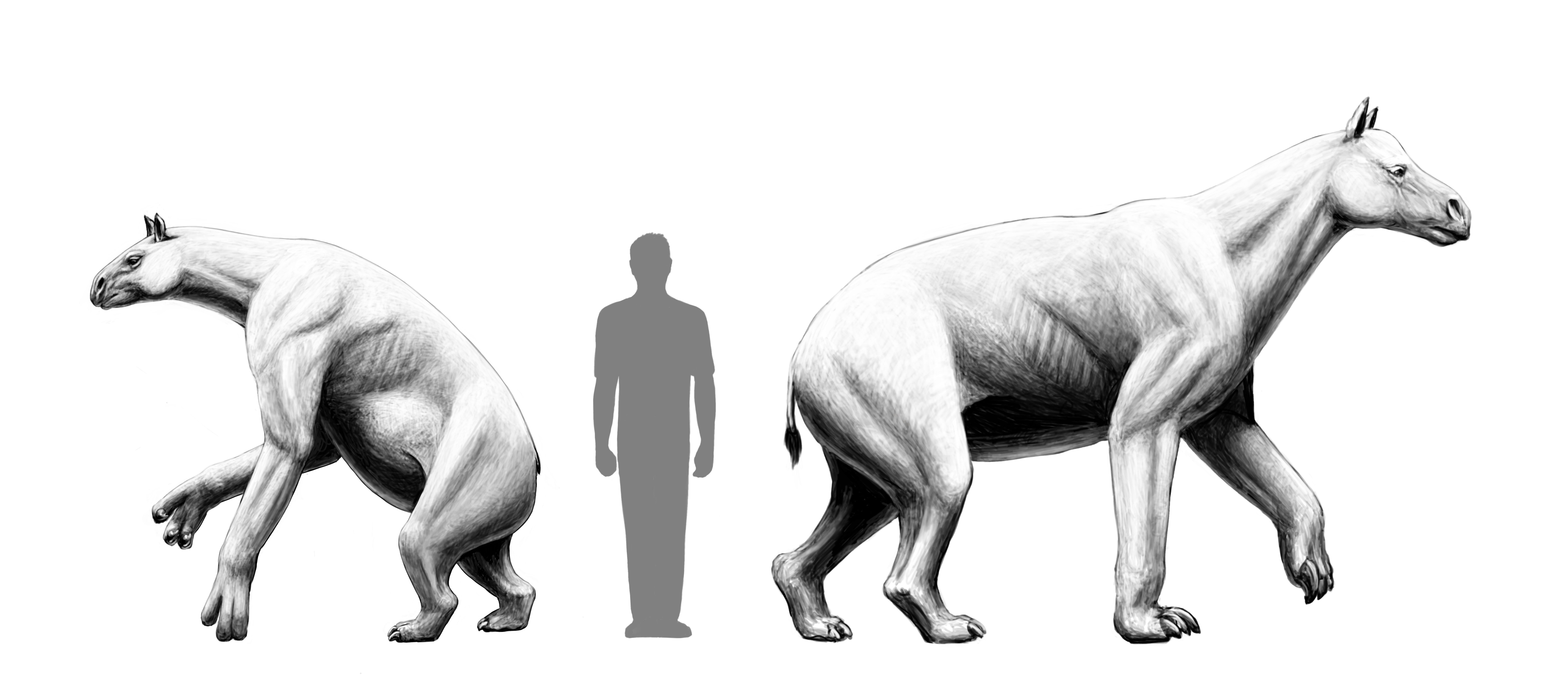 Chalicotheridae Size Comparison Paleoart by Peter Nickolaus