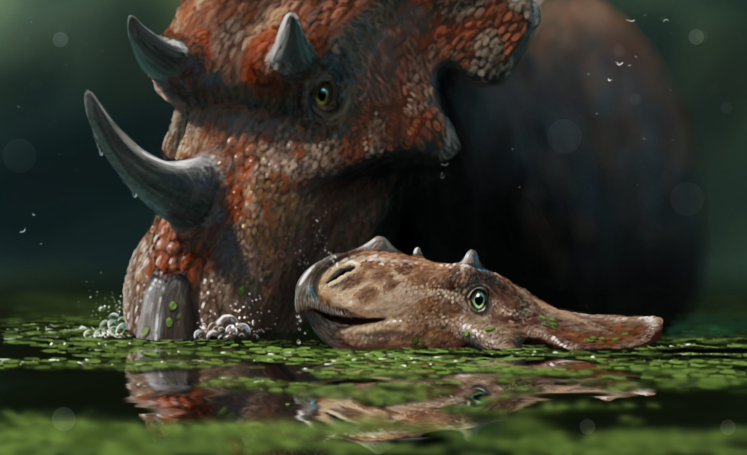 A young Chasmosaurus goes swimming for the first time with its parent. Paleoart by Peter Nickolaus.