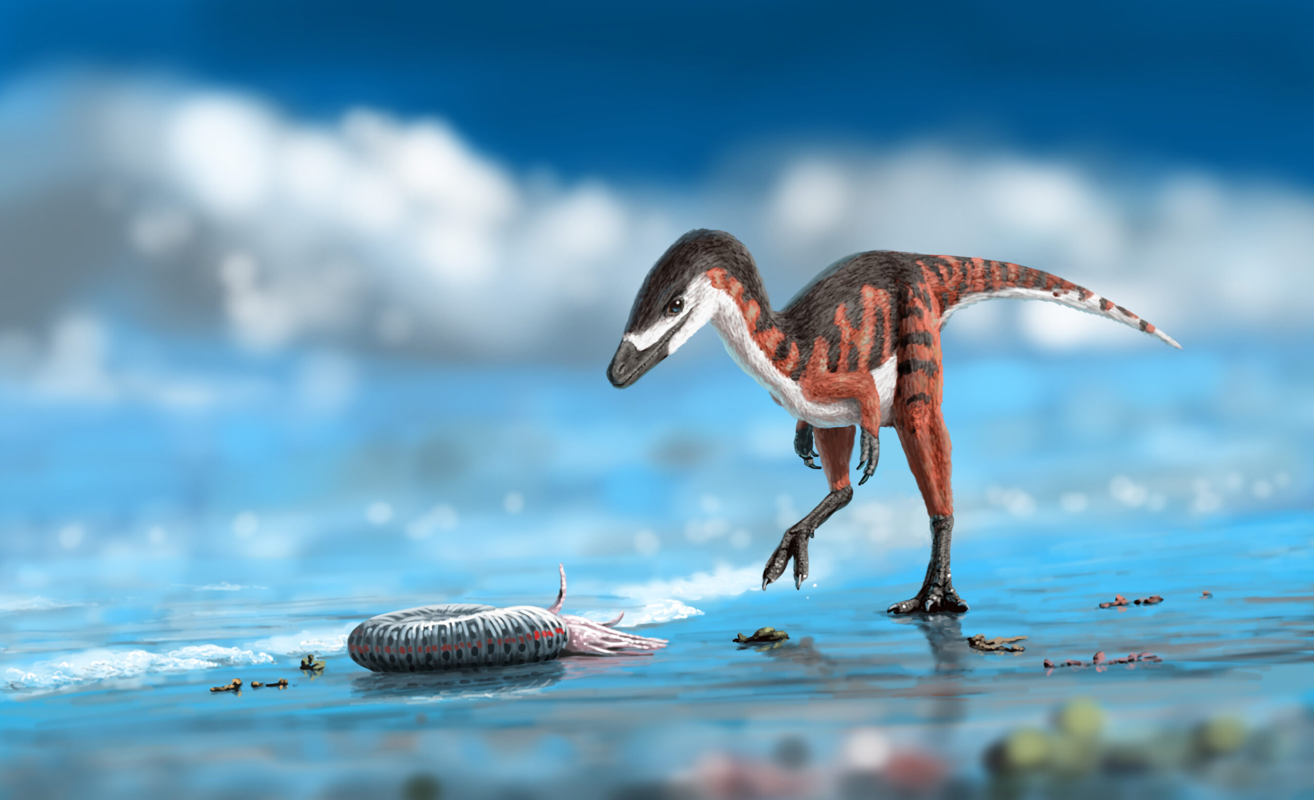 A young Compsognathus explores the beach and finds a washed up ammonite Subplanites. Paleoart by Peter Nickolaus.