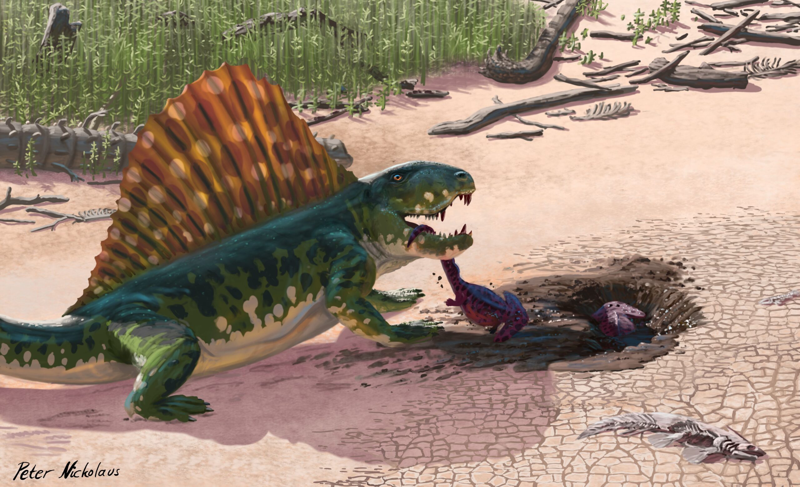 A Dimetrodon discovers a pair of aestivating Diplocaulus in a dried up riverbed. Paleoart by Peter Nickolaus.