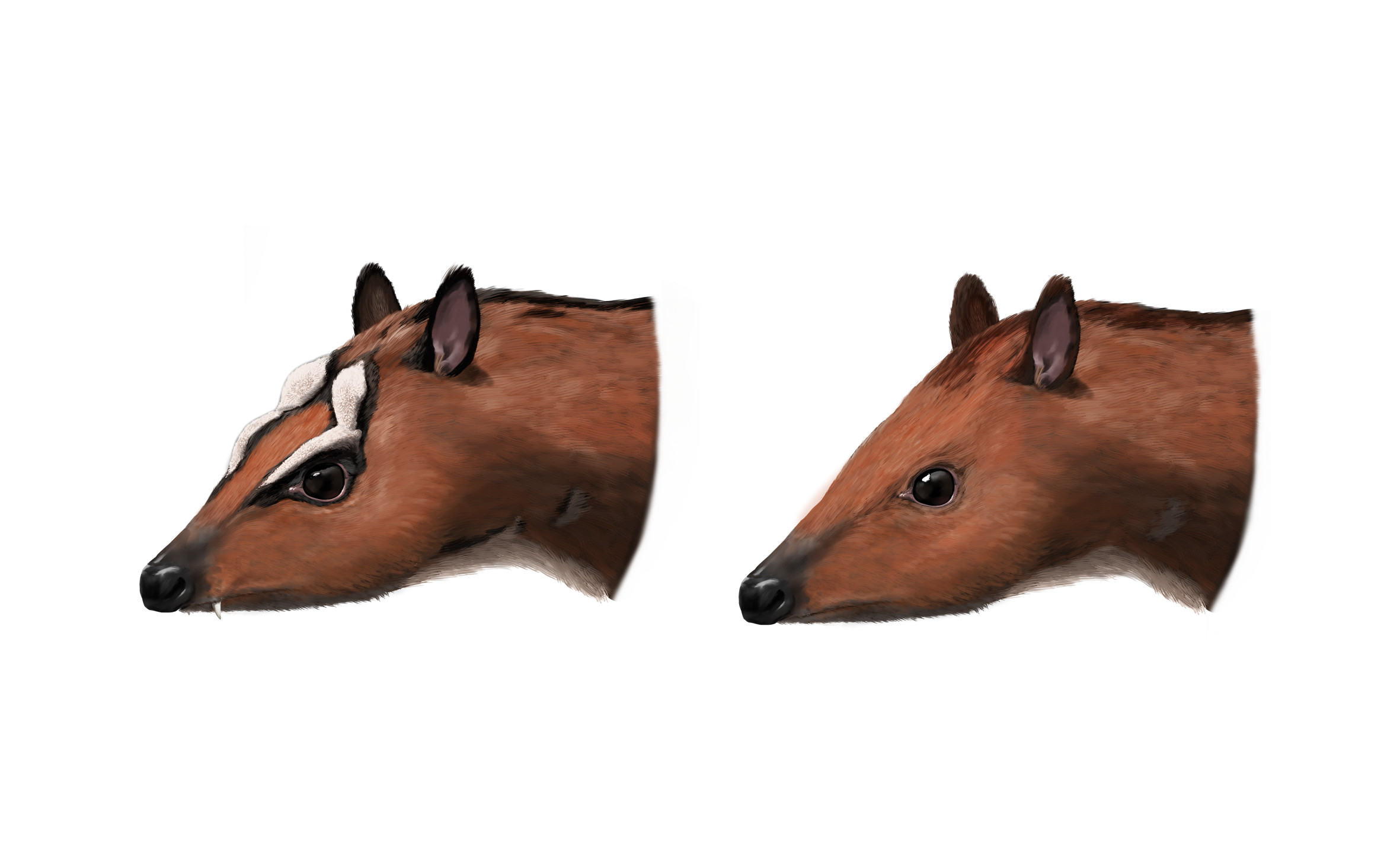 Sexual dimorphism in Dorcatherium. Paleoart by Peter Nickolaus.