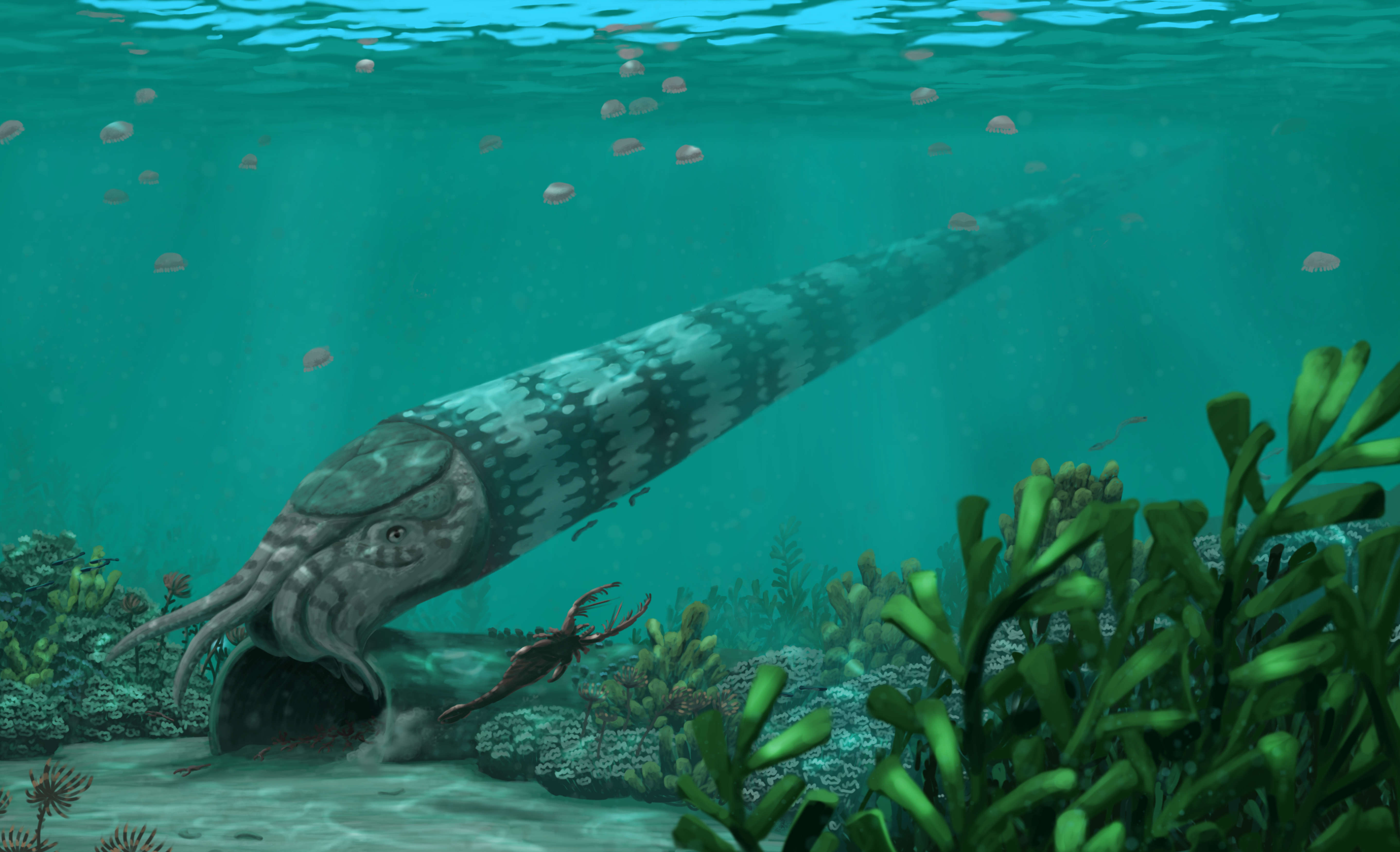 An enormous Endoceras finds a nest of Megalograptus larvae. Paleoart by Peter Nickolaus.