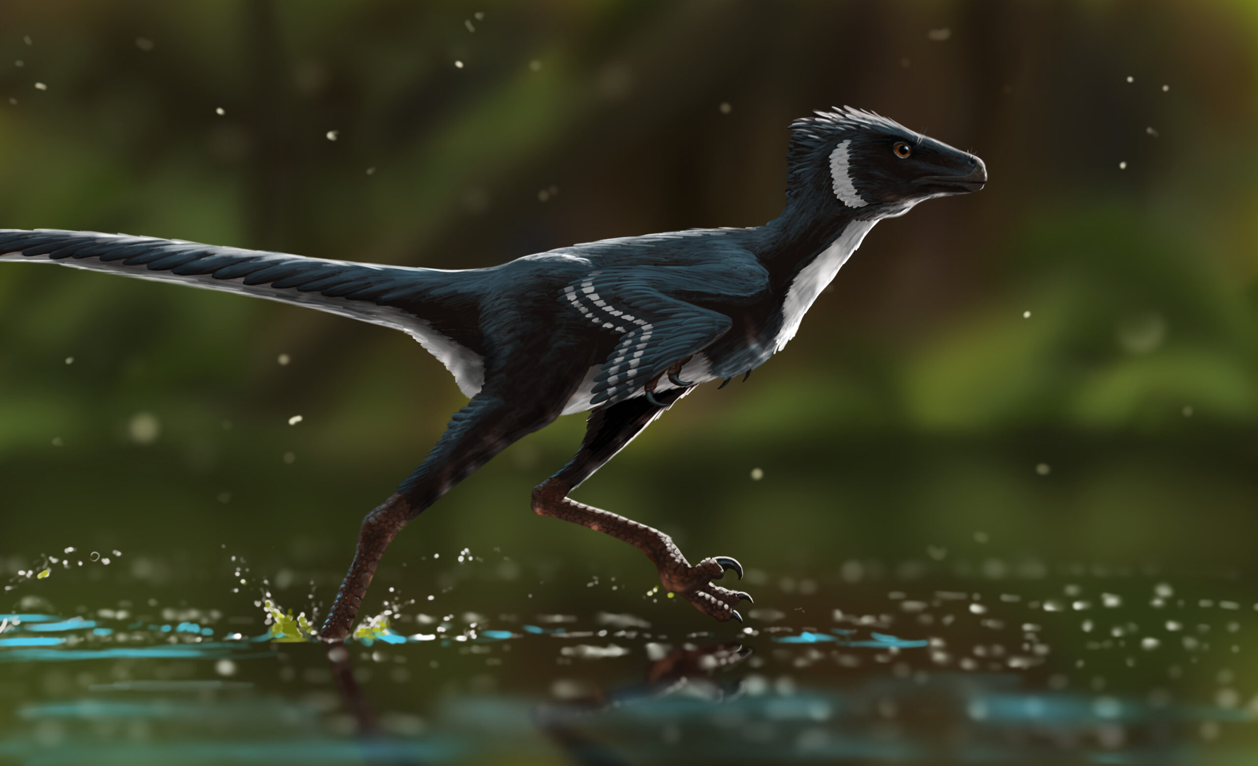 A Fujianvenator darts through shallow water in the search for prey. Paleoart by Peter Nickolaus.