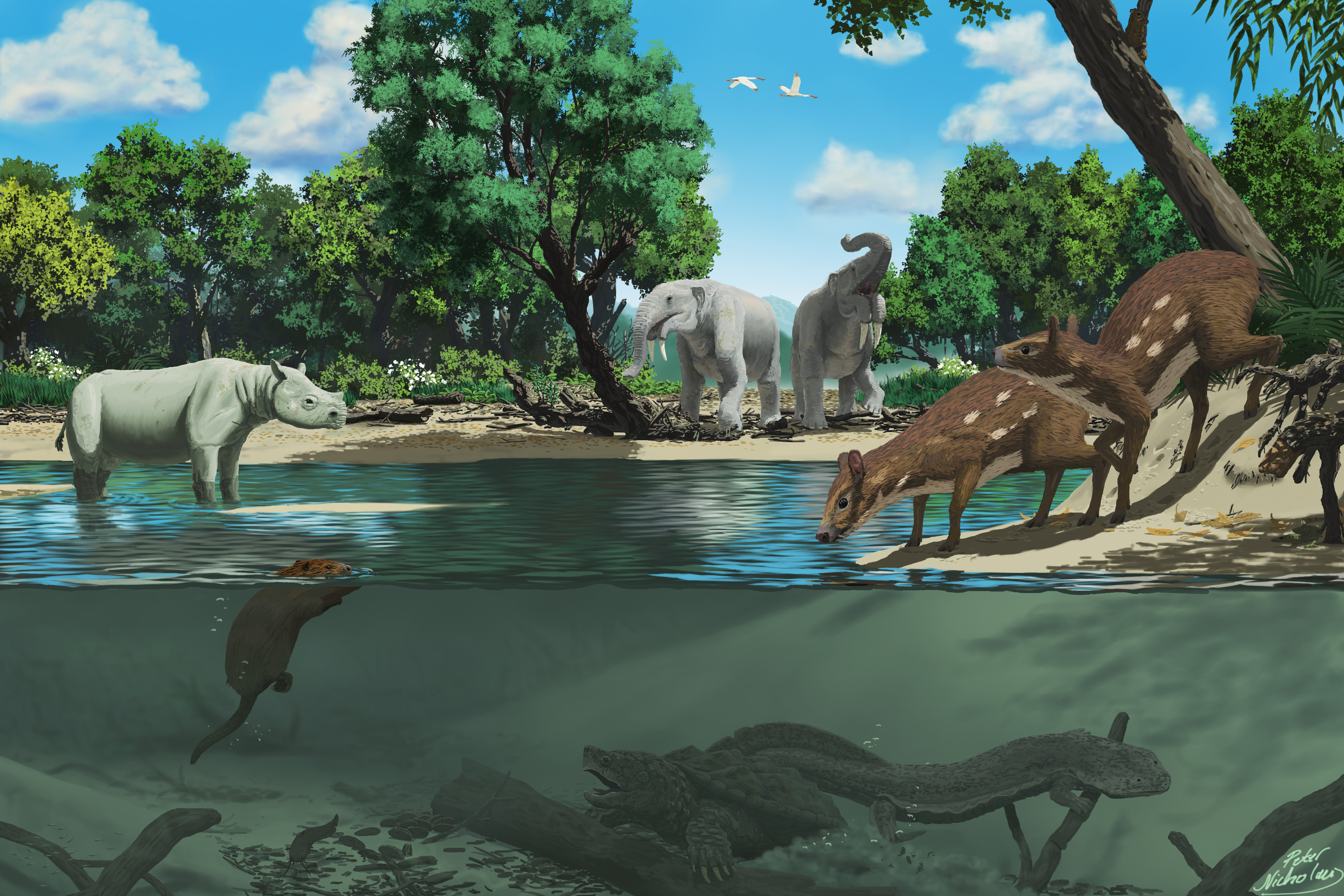 A reconstruction of the Miocene paleoenvironment of the Hammerschmiede, including Deinotherium, Hoploaceratherium, Dorcatherium, Andrias and more. Paleoart by Peter Nickolaus.