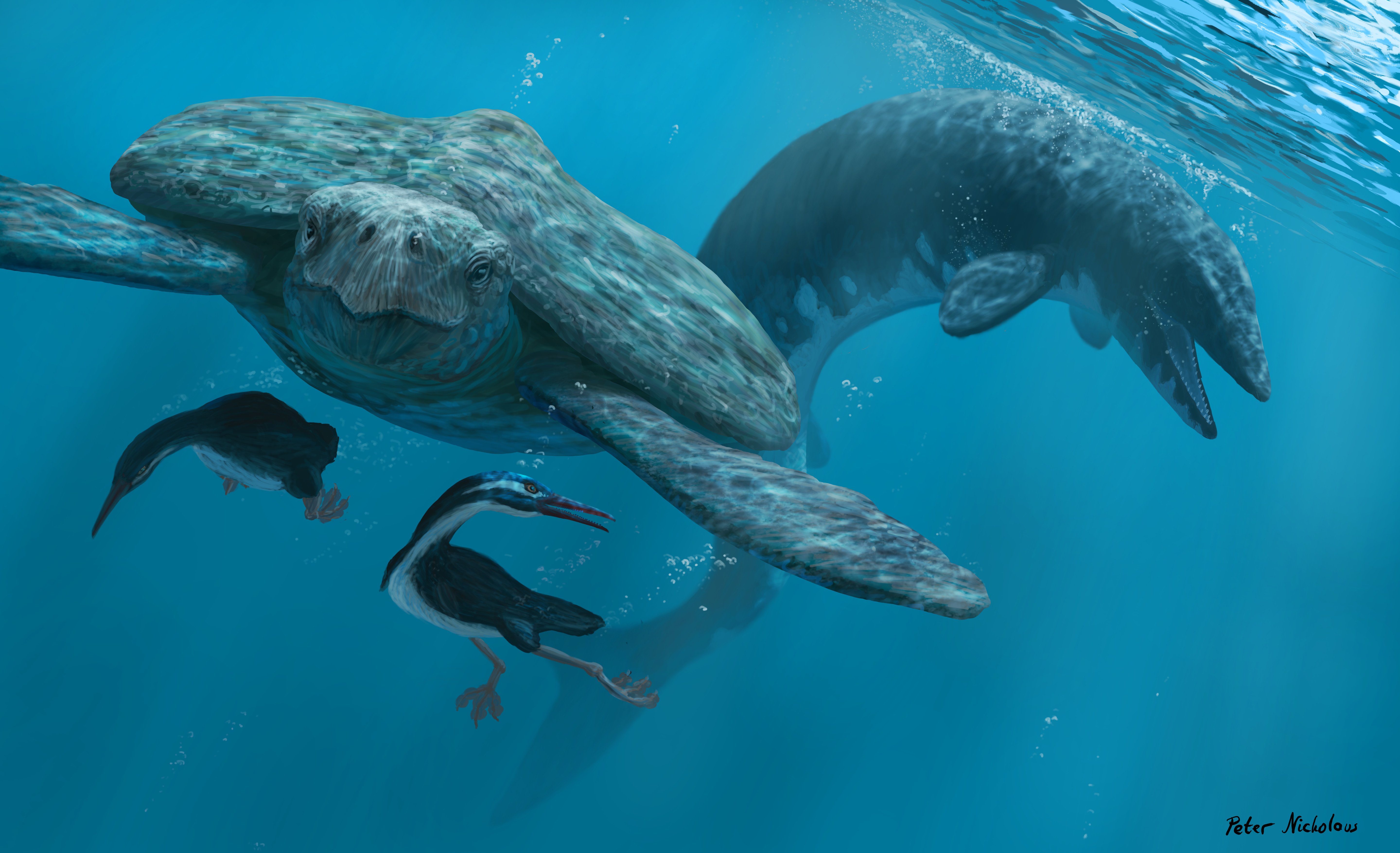 Two Hesperornis try to evade a pursuing Tylosaurus by hiding under a giant turtle Archelon. Paleoart by Peter Nickolaus.