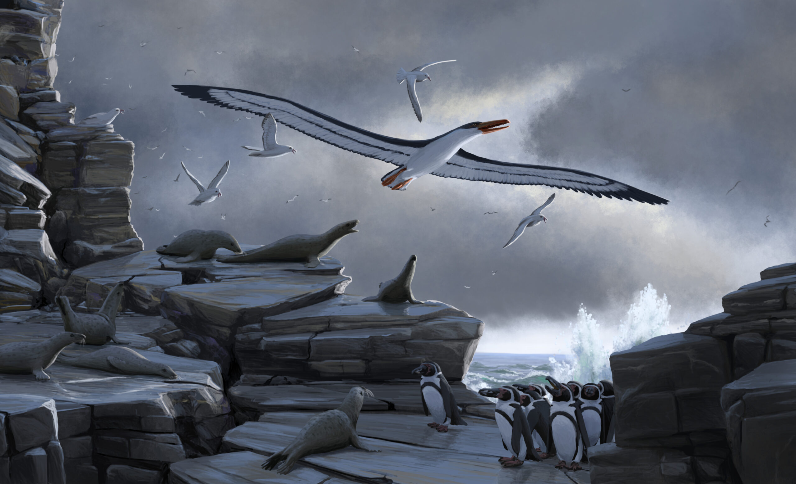 A large Pelagornis causes some commotion when flying near the cliffs inhabited by Fulmarus, Acrophoca and Spheniscus. Paleoart by Peter Nickolaus.
